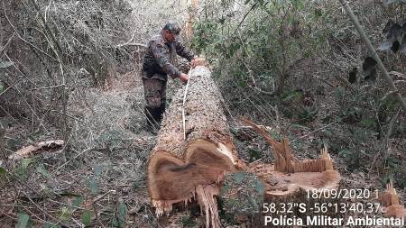 Polícia Militar Ambiental de Jardim autua uma campo-grandense em R$ 5 mil por derrubar árvores para exploração da madeira