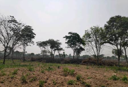 PMA de Porto Murtinho autua segundo infrator por danificar vegetação de Mata Atlântica e aplica multa de R$ 154 mil