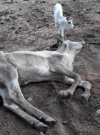 Polícia Militar Ambiental de Coxim autua paulista em R$ 118 mil por maus tratos ao deixar 236 cabeças de gado sem alimento causando até mortes de vários animais