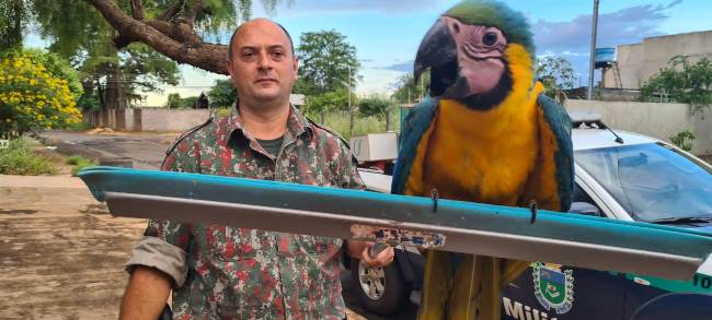 Polícia Militar Ambiental de Campo Grande recolhe filhote de arara em residência