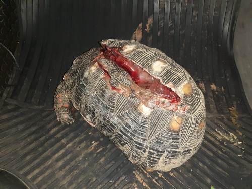 Polícia Militar Ambiental de Bonito resgata jabuti com casco dilacerado por atropelamento, periquito ferido e gambá em pousada