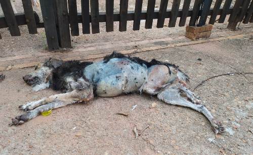 Polícia Militar Ambiental de Aquidauana autua vendedor em R$ 2 mil por maus-tratos ao viajar e deixar cachorro morrer de doença