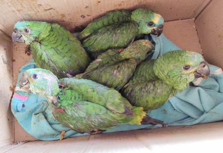 Polícia Militar Ambiental autua sete traficantes de animais silvestres em R$ 41 mil durante o ano passado