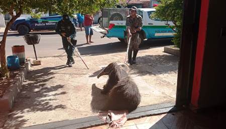 Polícia Militar Ambiental de Miranda captura tamanduá-bandeira dentro de quarto de residência