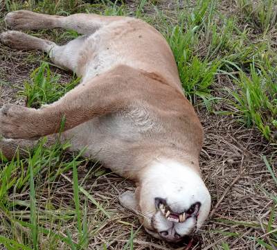 Polícia Militar Ambiental de Dourados encontra onça-parda adulta atropelada em rodovia no município de Ponta Porã