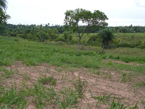 Polícia Militar Ambiental de Bela Vista autua infrator em R$ 10 mil por desmatamento em fazenda em Caracol.