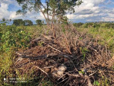 Polícia Militar Ambiental de Bela Vista autua infrator por desmatamento e exploração de madeira ilegalmente em 4 hectares de vegetação nativa