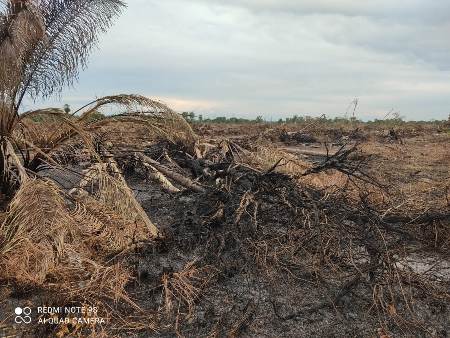 Polícia Militar Ambiental de Bela Vista autua assentado em R$ 2,4 mil por desmatamento de 4 hectares e incêndio de vegetação nativa