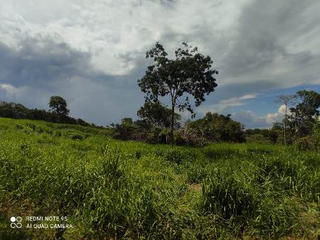 Polícia Militar Ambiental de Bela Vista autua infrator em R$ 29 mil por desmatamento ilegal de vegetação protegida de reserva legal.