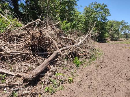 Polícia Militar Ambiental de Bela Vista autua infratora por desmatamento ilegal de 5 hectares de vegetação nativa