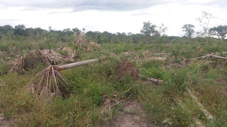 PMA de Porto Murtinho altura infrator em R$ 138 mil por desmatamento de 137 hectares de vegetação nativa