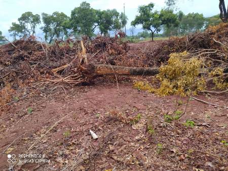 Polícia Militar Ambiental de Bela Vista localiza desmatamento ilegal de 6 hectares de vegetação nativa para plantio de pastagem e autua infrator em R$ 6 mil