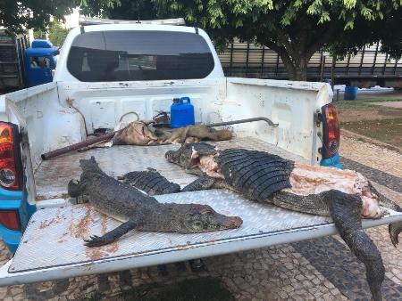 Polícia Militar Ambiental de Bonito apreende dois jacarés e um javali abatidos em leito de córrego no município