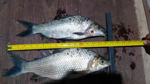 Polícia Militar Ambiental de Bela Vista prende e autua em R$ 3 ml dois homens pescando com tarrafas e apreende pescado e os petrechos ilegais