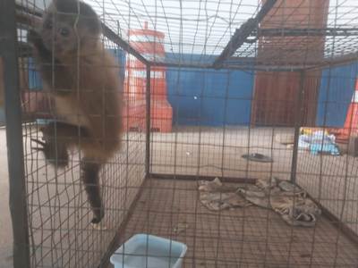 PMA de Bela Vista recolhe filhote de macaco-prego cuja mãe fora morta por atropelamento