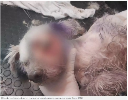 Em Bela Vista, moradores abandonam cachorro sem comida e com olho em putrefação