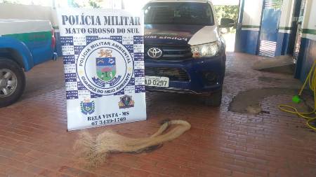 Polícia Militar Ambiental de Bela Vista prende e autua em R$ 1,4 mil infrator por pesca predatória com uso de tarrafa no rio Apa