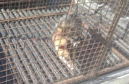 Polícia Militar Ambiental de Bela Vista captura gambá em residência e o reintroduz na natureza