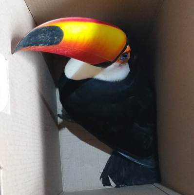 Polícia Militar Ambiental de Bela Vista captura tucano em residência e o reintroduz na natureza