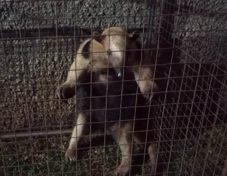 Polícia Militar Ambiental de Bela Vista captura tamanduá-mirim ferido dentro de residência