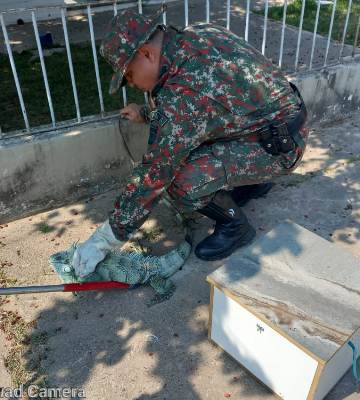 Polícia Militar Ambiental de Porto Murtinho captura iguana em residência no centro da cidade