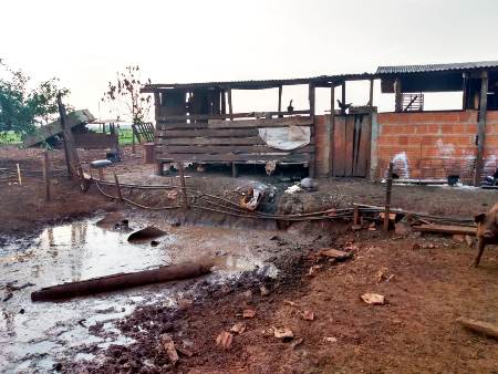 Polícia Militar Ambiental de Porto Murtinho fecha pocilga com 30 porcos dentro da cidade e autua infrator em R$ 5 mil