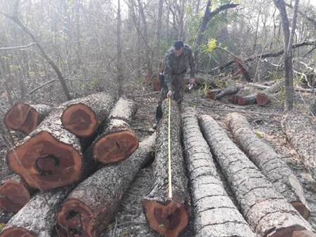 Polícia Militar Ambiental de Jardim autua assentado em R$ 16 mil por exploração ilegal de madeira e apreende 53 toras da espécie aroeira