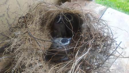 Polícia Militar Ambiental de Bela Vista resgata três filhotes de bem-te-vi no centro da cidade depois que o ninho caiu durante o temporal