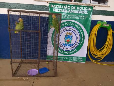 Polícia Militar Ambiental de Bela Vista resgata papagaios domesticado que foram abandonados pela proprietária