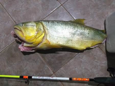Polícia Militar Ambiental de Bela Vista prende e autua paranaense em R$ 5,1 mil por capturar e abater dourado que está com pesca proibida