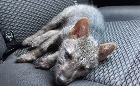 PMA de Bela Vista captura filhote de cachorro-do-mato em residência e veado em marcenaria na cidade