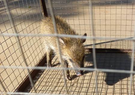 Polícia Militar Ambiental de Bela Vista resgata filhote de porco do mato em terreno baldio na cidade