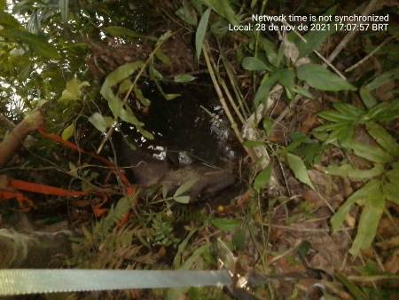 Polícia Militar Ambiental de Bonito e GRETAP resgatam anta com mais de 200 kg atolada à margem do rio da Prata