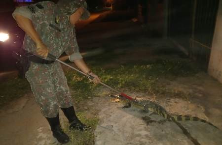 Polícia Militar Ambiental de Porto Murtinho captura jacaré de cerca de 1,5 metro passeando pelo centro da cidade