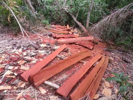 PMA de Bela Vista autua capataz em R$ 4 mil por exploração de madeira e apreende 200 estacas para cerca