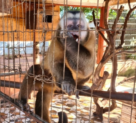 PMA multa 99 em R$ 3 milhões por maus-tratos, tráfico de animais e caça em MS
