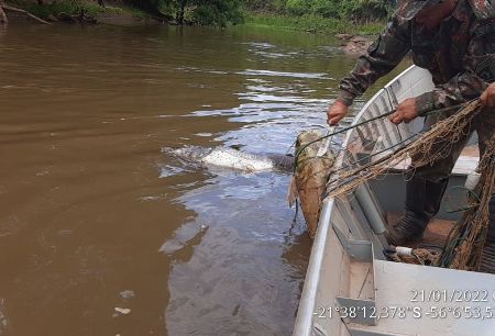 PMA apreende rede de pesca com pintados e jaú de grande porte já podres