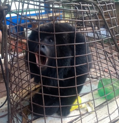 Polícia Militar Ambiental de Amambai recolhe bugio atacado por cachorros em aldeia indígena