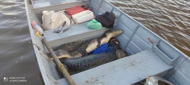 PMA de Porto Murtinho e Bela Vista prendem dois paraguaios por caça de quatro jacarés e por pesca em piracema no rio Apa na fronteira