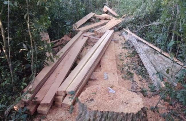 PMA de Bela Vista apreende madeira retirada de área protegida de reserva legal de assentamento