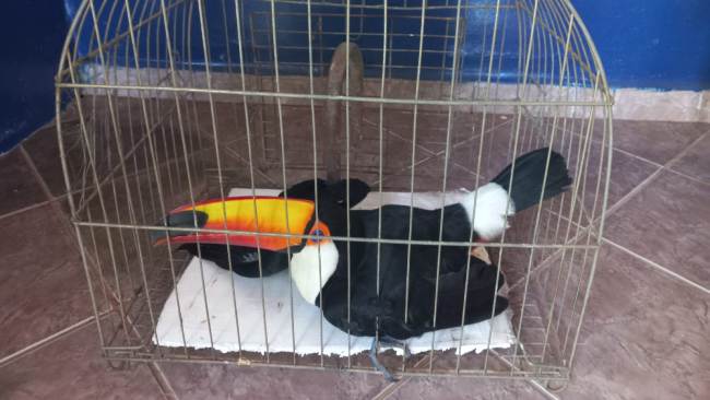 PMA de Bela Vista resgata tucano ferido, o quinto animal resgatado ferido em 24 horas no Estado