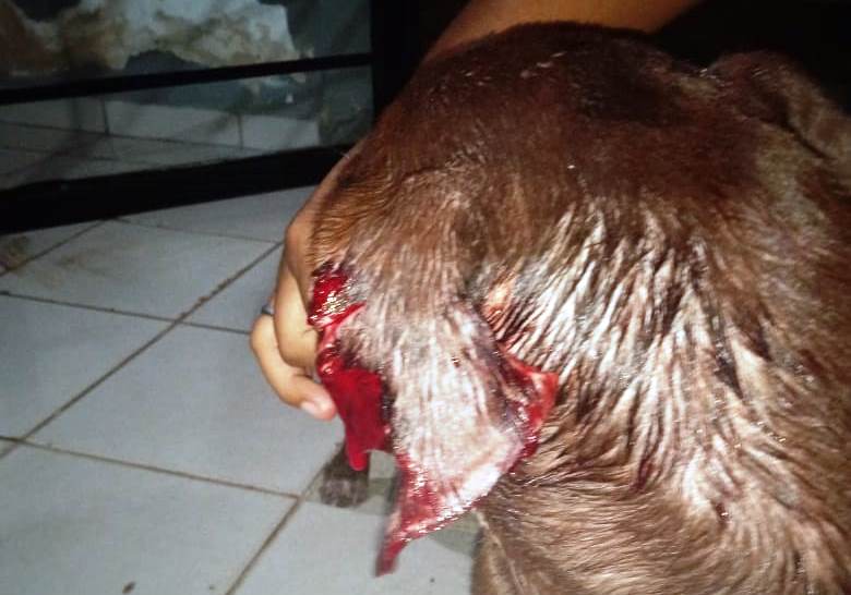 PMA de Bela Vista autua homem preso pela Polícia Militar de Caracol por cortar orelha de uma cadela com tesoura