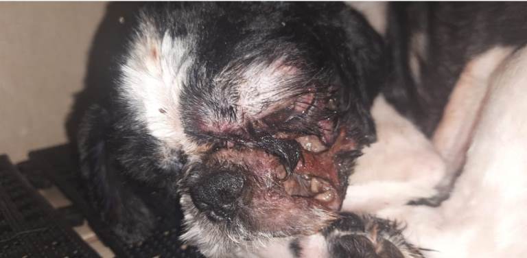 Polícia Militar Ambiental de Costa Rica prende e autua mulher de 26 anos por maus-tratos a um cão por deixá-lo sem cuidados e com ferimentos infestados por larvas