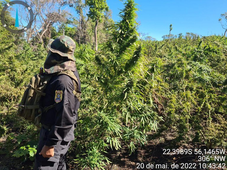 Operação de erradicação de plantações de maconha no Paraguai encerra mais uma fase