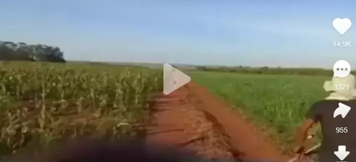 VÍDEO mostra momento em que indígena é ferido a tiros durante retomada de fazenda em MS