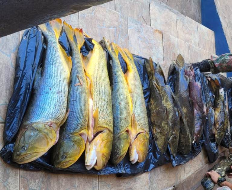 PMA de Águas do Miranda prende e autua pescador em R$ 6,3 mil por captura de dourados