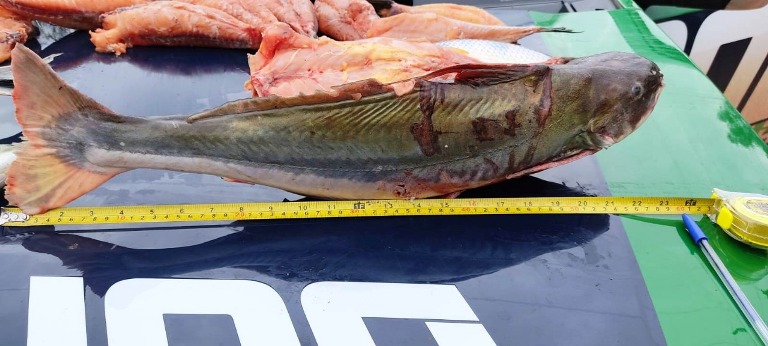 Polícia Militar Ambiental de Naviraí autua pescador em R$ 1 mil e apreende 12 kg de pescado ilegal