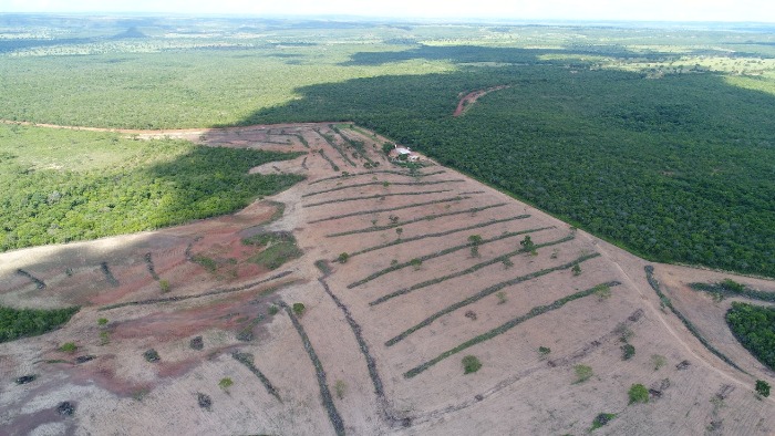 PMA autua 242 infratores e aplica R$ 8 milhões em multas por desmatamentos ilegais