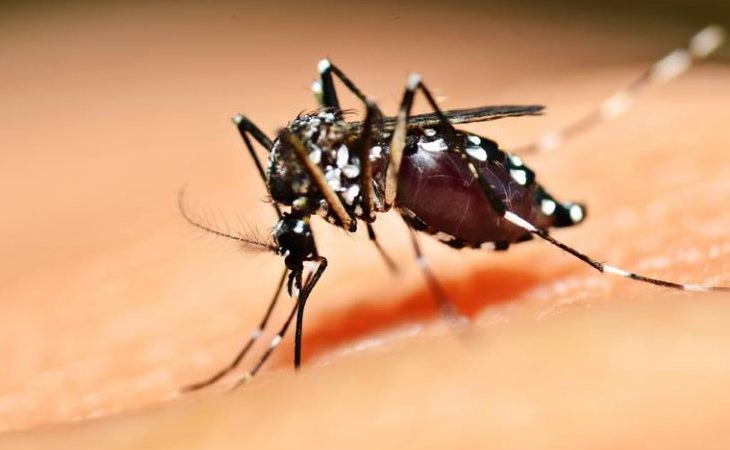 Para evitar aumento dos casos de dengue o foco é reforçar cuidados e prevenção, dizem autoridades