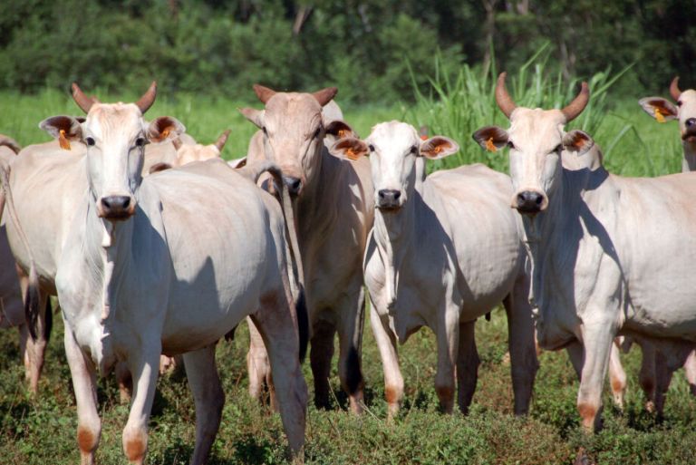 Mato Grosso do Sul está fora de risco para o mal da vaca louca